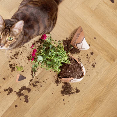 Reclaimed Oak Vinyl Click Herringbone Cat Florwer Pot